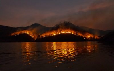 Dinas Damkar Belitung Tangani Pohon Tumbang di Pinggir Sungai